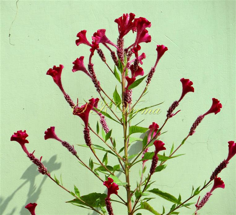  Flowering shoot